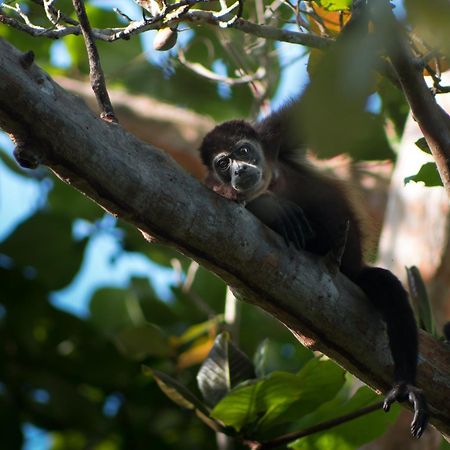 カウイータ La Shamana - Ecological Concept In Jungleヴィラ エクステリア 写真